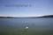 Bild#263(Greifensee_Schwaene.jpg)