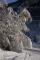 Bild#139(Winterbaum.jpg)